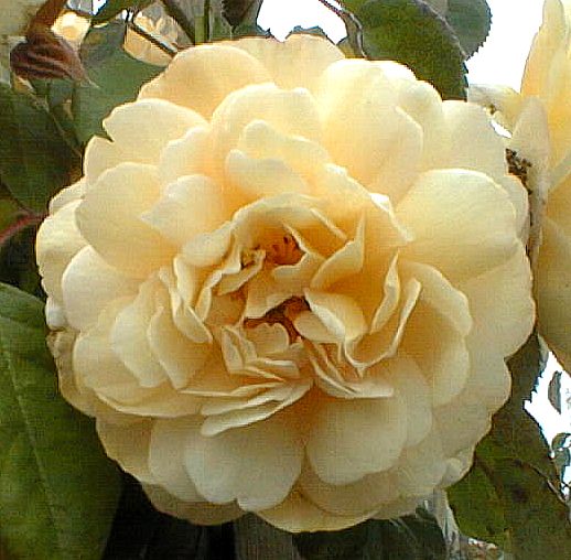 Rose 'Buff Beauty'-812