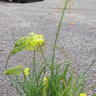 Bulbine Lily 'Yellow'-0