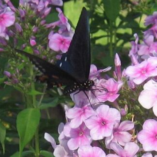 Kids in the Garden - Butterflies