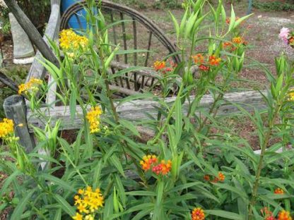 Butterfly Weed-1706