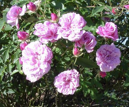 Rose 'Caldwell Pink'-876