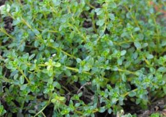 Thyme 'Caraway'-0