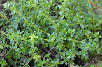 Thyme 'Caraway'-0