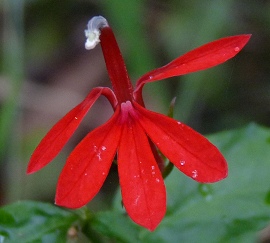 Cardinal Flower-375