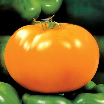 Tomato 'Carolina Gold'-0