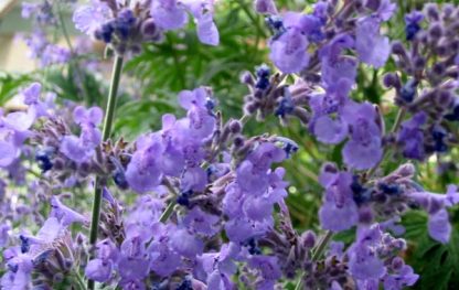Catmint 'Six Hills Giant' 3.5" container-462