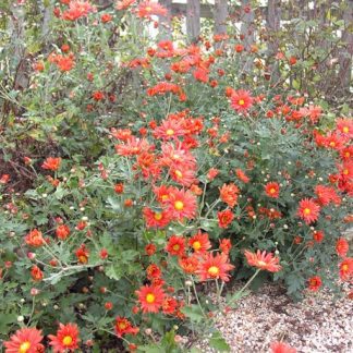 Chrysanthemum "Cathy's Rust"-0