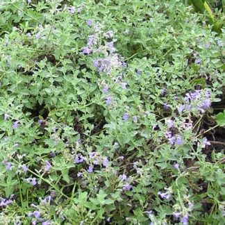 Catmint 'Six Hills Giant' 3.5" container-461