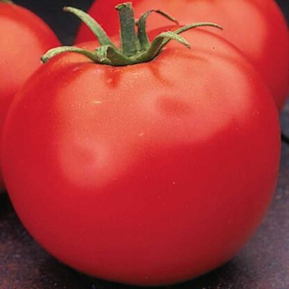 Tomato 'Celebrity'-0