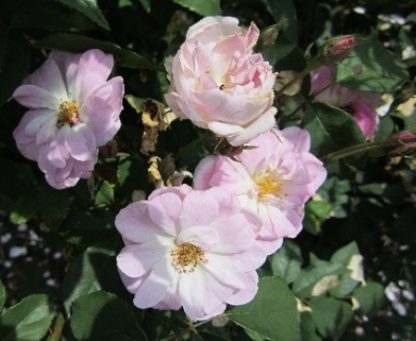Rose 'Champney's Pink Cluster'-0
