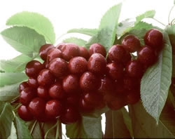 Cherry 'Sandra Rose'-0