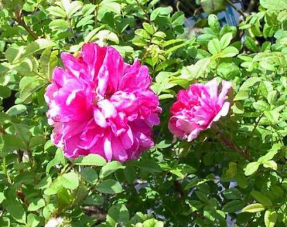 Rose 'Chestnut Rose'-931