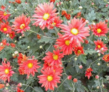 Chrysanthemum "Cathy's Rust"-25