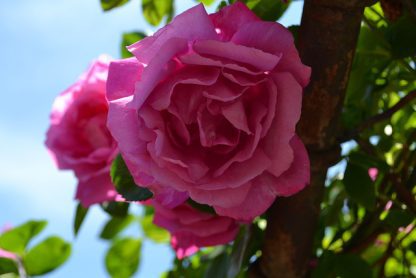 Rose " American Beauty' Climber-921