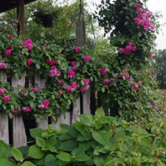 Rose 'Climbing Pinkie'-0
