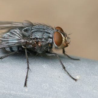 Kids in the Garden - Flies