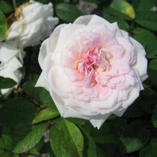 Rose 'Clothitlde Soupert'-0