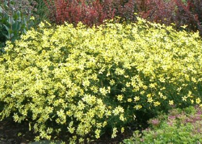 Coreopsis 'Moonbeam'-1467