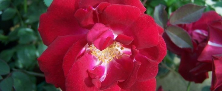 Rose 'Cramoisi Superieur'