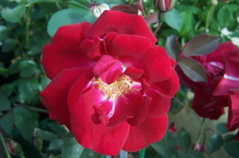 Rose 'Cramoisi Superieur'-0