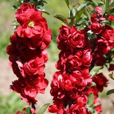 Quince Double Scarlet-1103
