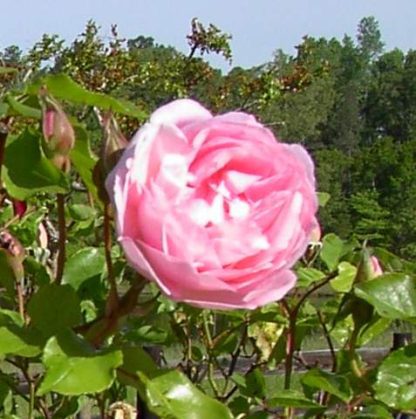 Rose 'Duchesse de Brabant'-985