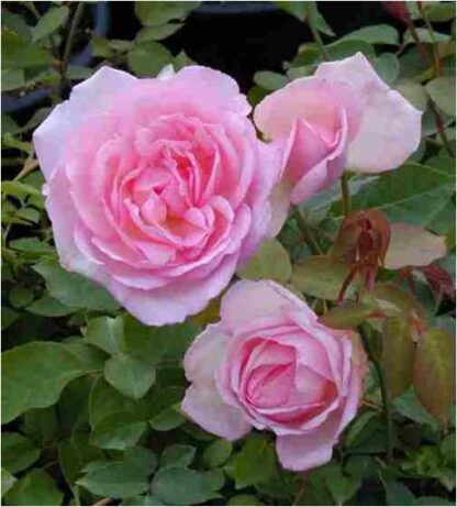 Rose 'Duchesse de Brabant'-986