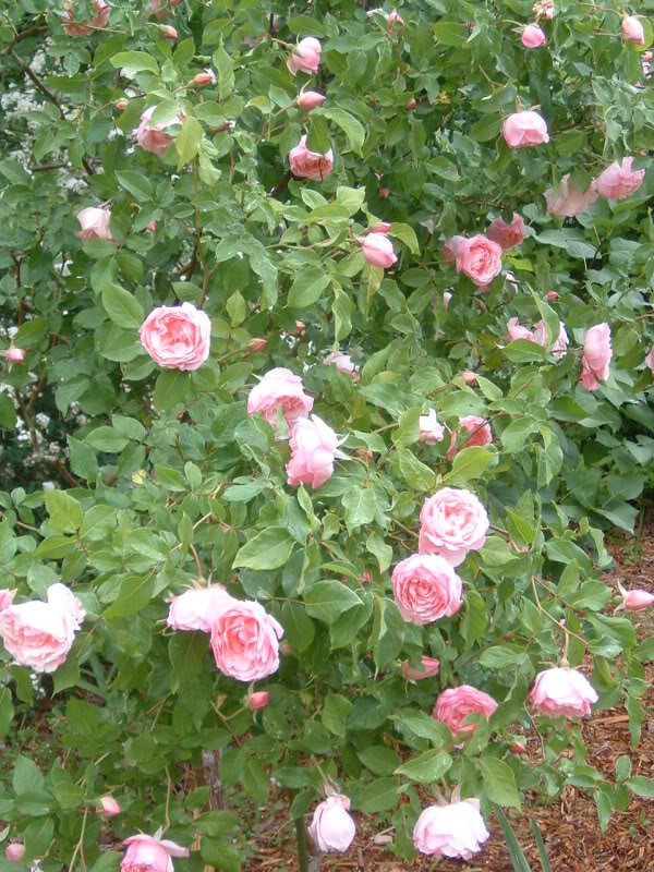 Rose 'Duchesse de Brabant'-0