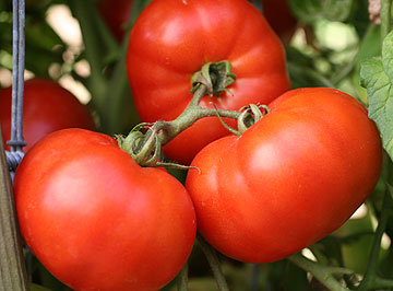 Tomato 'Early Girl'-0