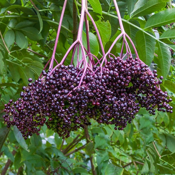 Elderberry-1615