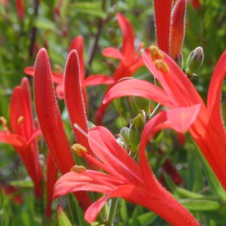 Aniscanthus-0