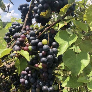 Apple, Asian Pear and Bunch Grape Walking Tour