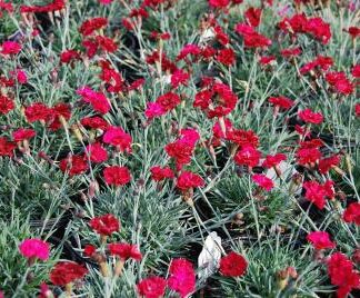Dianthus 'Frosty Fire'-0