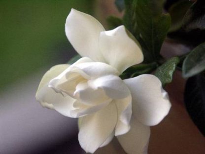 Gardenia 'August Beauty'-1054