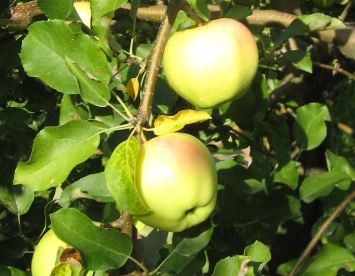 Apple ‘Ginger Gold’