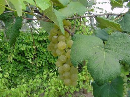 Grapes 'Stover'-0