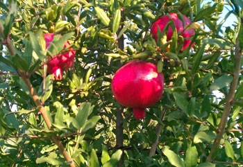 Pomegranate 'Grenada'-0