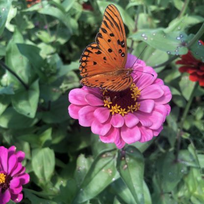 Creating a Haven for Butterflies