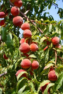 Peach 'Harvester'-1385