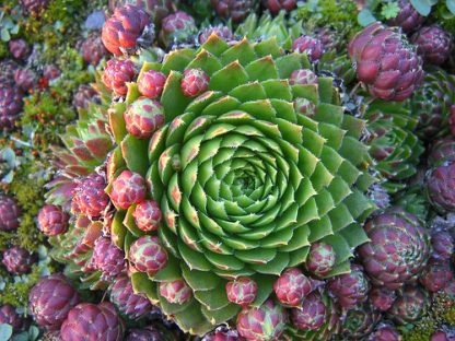 Hens and Chicks-109