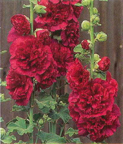 Hollyhock 'Chater's Double'-112