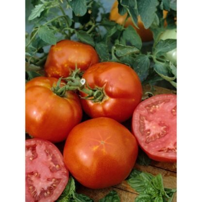 Tomato 'Homestead'-0
