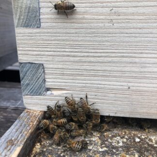 Kids in the Garden - Honey Bees
