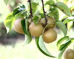 Asian Pear 'Housi'-1334