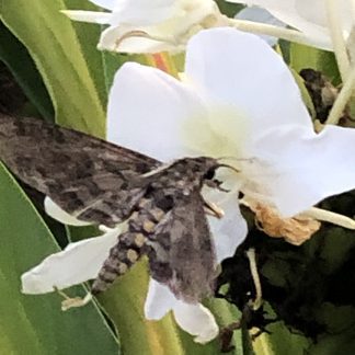Kids in the Garden - Other Cool Insect Pollinators