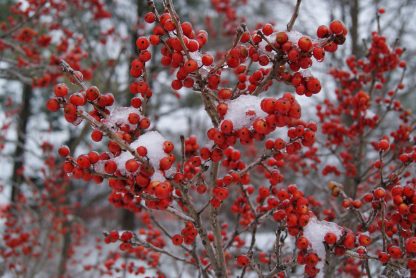 Winterberry 'Winter Red'-1565