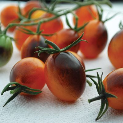 Tomato 'Indigo Kumquat'-0