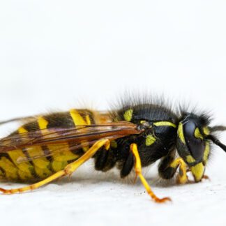 Kids in the Garden - Wasps