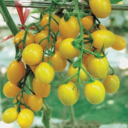 Tomato 'Jelly Bean Yellow'-0