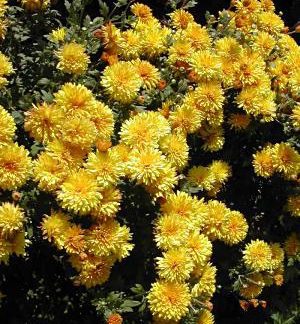 Chrysanthemum "Judy's Yellow"-0